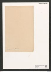 Diatomeae indet. Zeichnungen Sammlung Grunow (NHMW-BOT-W0372444)